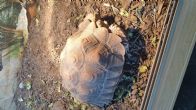 Sulcata : Young approx 2 years old (Albi)